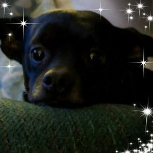 Meet your Posher, Donna